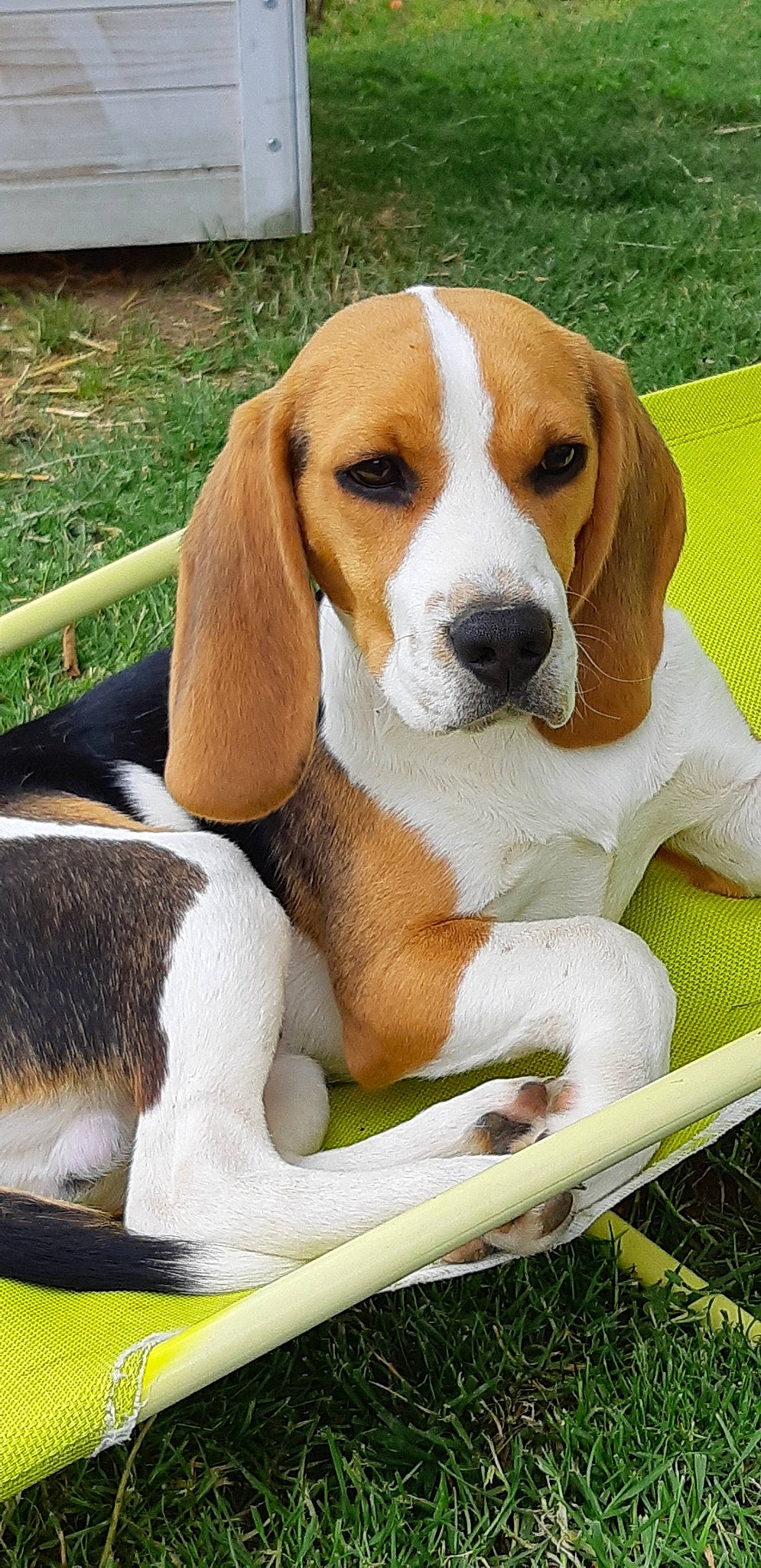 Ouper participe au concours pour gagner de l'argent avec cette photo : american_foxhound, artois_hound, basset_artesien_normand, beagle, beagle_harrier, canidae, carnivore, companion_dog, dog, dog_breed, english_foxhound, estonian_hound, finnish_hound, grand_anglo_francais_tricolore, hamiltonstovare, harrier, mammal, scent_hound, serbian_tricolour_hound, vertebrate