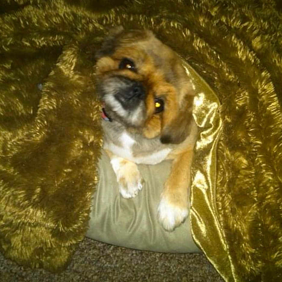 Bella joined the competition — help win amazing prizes! animal, blanket, carpet, companion, cozy, cushion, cute, dog, domestic, fur, golden, head_tilt, indoor, paw, pet, relaxing, resting, snuggled, soft_texture, warm