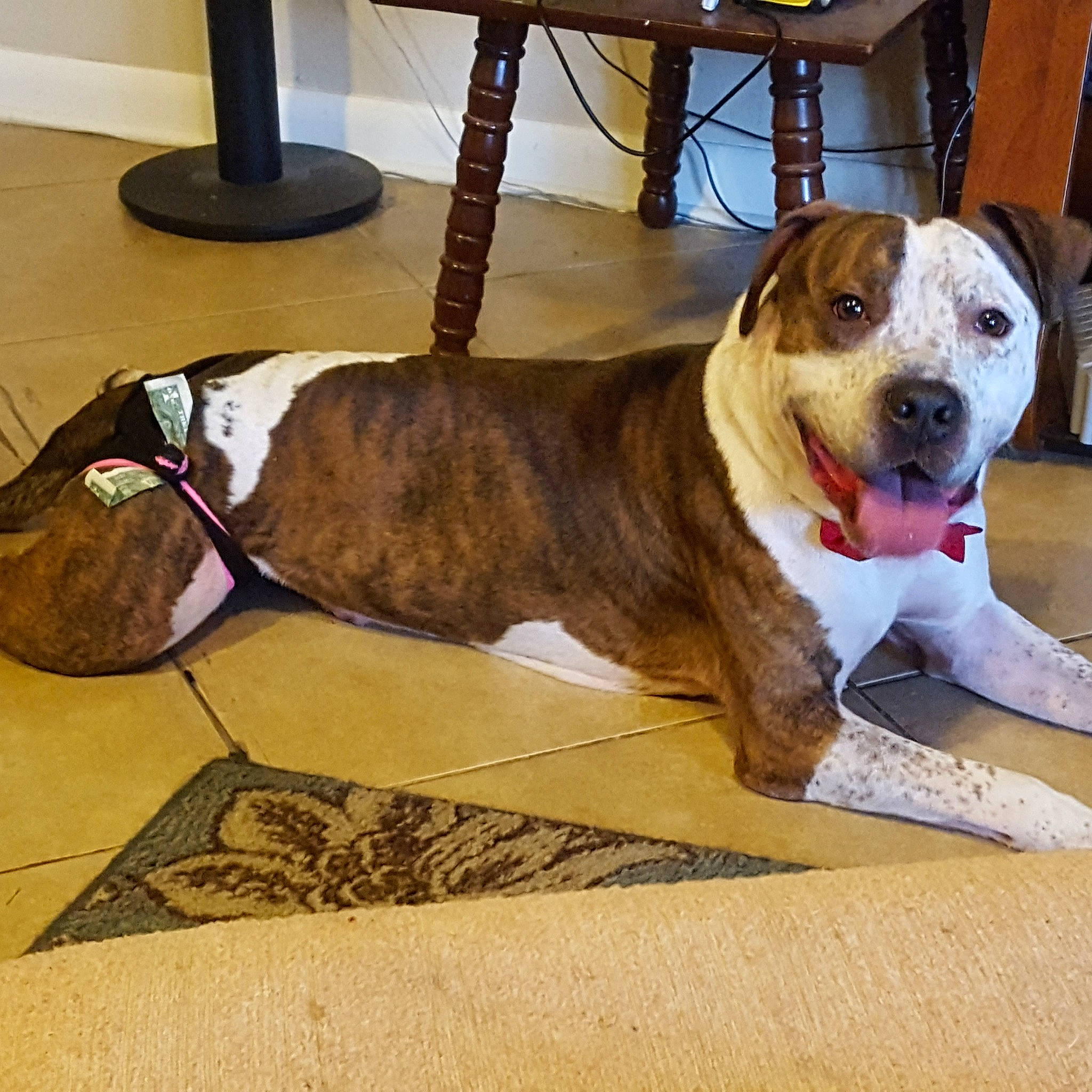 Leonidas joined the competition — help win amazing prizes! carnivore, collar, companion_dog, dog, dog_breed, dog_collar, dog_supply, fawn, floor, flooring, fur, hardwood, leash, pet_supply, snout, sporting_group, tail, wood, working_animal, working_dog