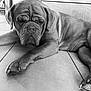 Naya participe au concours pour gagner de l'argent avec cette photo : dog, canine, lying_down, floor, tile, indoor, pet, animal, resting, wrinkles, large_dog, muzzle, ears, paws, relaxed, sleepy, monochrome, black_and_white, quiet, calm