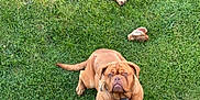 Naya a rejoint le concours — aidez-le/la à gagner de superbes lots ! dog, grass, bone, pet, outdoor, lawn, brown_dog, canine, sitting, collar, wrinkled_face, looking_up, yard, nature, animal, companion, daylight, playful, fur, mammal