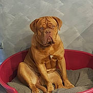 Naya a rejoint le concours — aidez-le/la à gagner de superbes lots ! dog, pet, brown_dog, dog_bed, indoor, floor, wall, canine, animal, sitting, portrait, looking_at_camera, paw, ears, nose, expression, furniture, home, tile_floor, resting