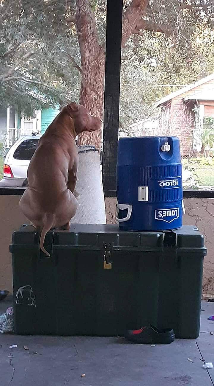 Krunch is registered to the contest to win money with this photo: canidae, cat, felidae, waste_container, waste_containment