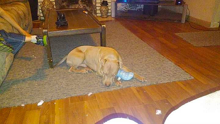 Krunch joined the competition — help win amazing prizes! canidae, carnivore, companion_dog, dog, dog_breed, fawn, floor, flooring, hardwood, labrador_retriever, retriever, sporting_group, tile, wood, wood_flooring