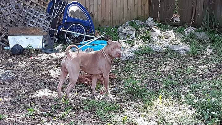 Krunch joined the competition — help win amazing prizes! american_pit_bull_terrier, bully_kutta, canidae, carnivore, dog, dog_breed, fawn, mammal, non_sporting_group, thai_ridgeback, vertebrate, weimaraner