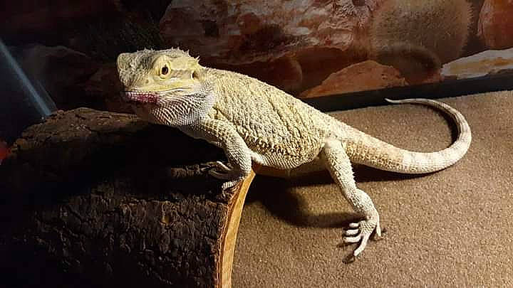 Groot joined the competition — help win amazing prizes! _anole, adaptation, agama, chameleon, common_chameleon, dragon_lizard, gecko, iguana, iguania, iguanidae, lizard, organism, reptile, scaled_reptile, tail, terrestrial_animal, vertebrate, wildlife