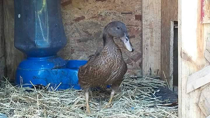 Kara is registered to the contest to win money with this photo: _geese_and_swans, adaptation, american_black_duck, beak, bird, blue_winged_teal, duck, ducks, livestock, mallard, vertebrate, water_bird, waterfowl