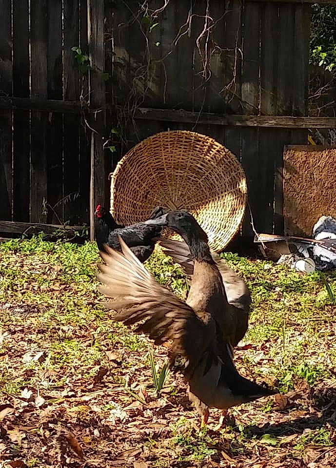 Kara is registered to the contest to win money with this photo: beak, bird, galliformes, phasianidae, tail, turkey, wild_turkey, wildlife, wing