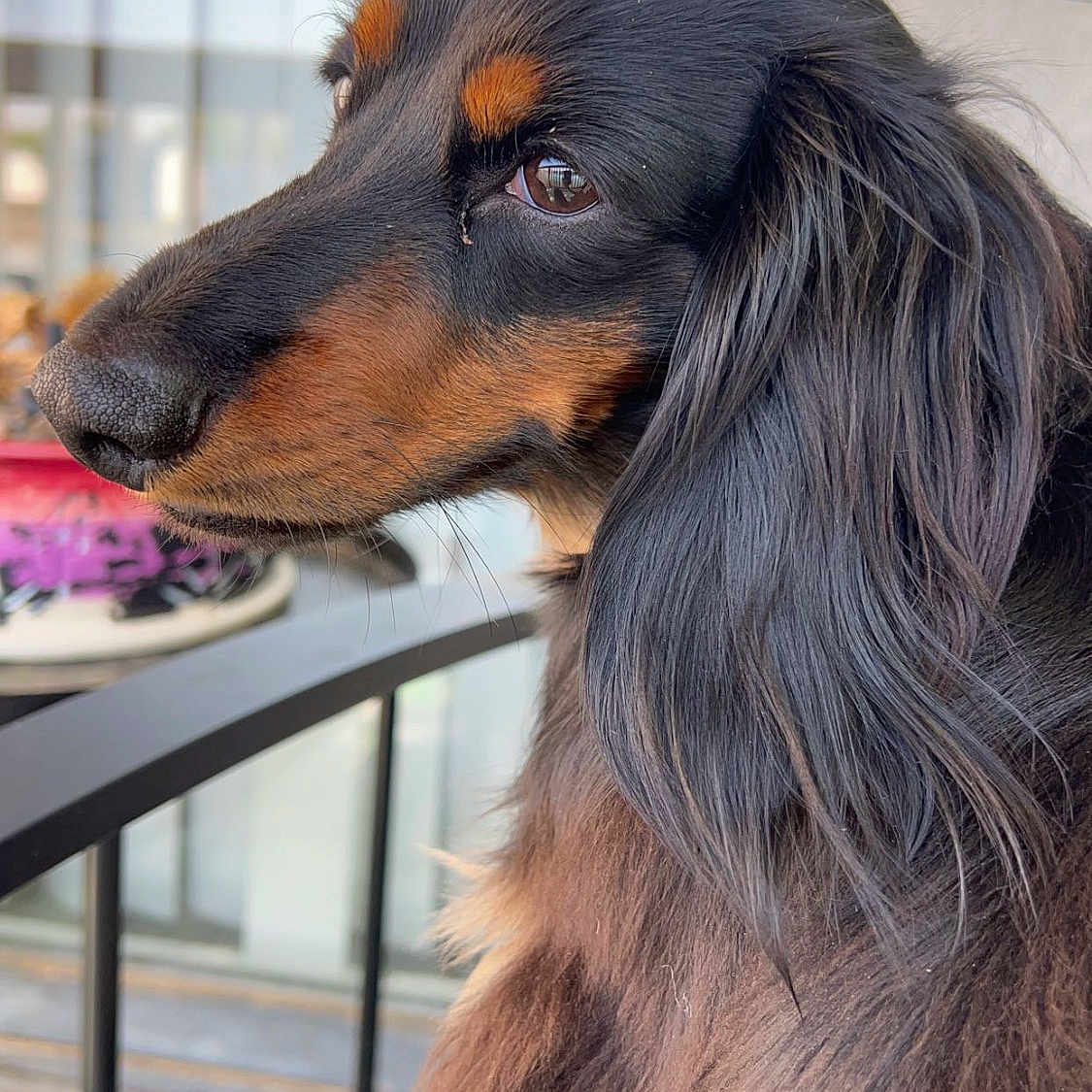 Benji is registered to the contest to win money with this photo: afghanhound, animal, architecture, building, canine, chair, cockerspaniel, dog, furniture, handrail, homedecor, hound, house, housing, papillon, patio, pet, porch, puppy, snout