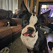 The Mr Ranger Danger joined the competition — help win amazing prizes! animal, black_and_white, blanket, boston_terrier, close_up, companion, couch, curious, cute, dog, domestic, floor, furniture, indoor, living_room, pet, relaxed, television, tongue_out, wooden_cabinet