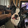 animal, black_and_white, blanket, boston_terrier, close_up, companion, couch, curious, cute, dog, domestic, floor, furniture, indoor, living_room, pet, relaxed, television, tongue_out, wooden_cabinet