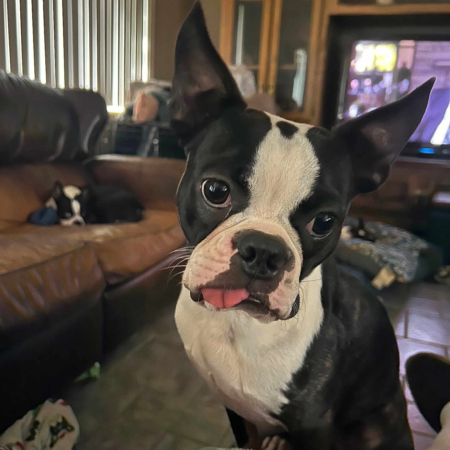 The Mr Ranger Danger joined the competition — help win amazing prizes! animal, black_and_white, blanket, boston_terrier, close_up, companion, couch, curious, cute, dog, domestic, floor, furniture, indoor, living_room, pet, relaxed, television, tongue_out, wooden_cabinet