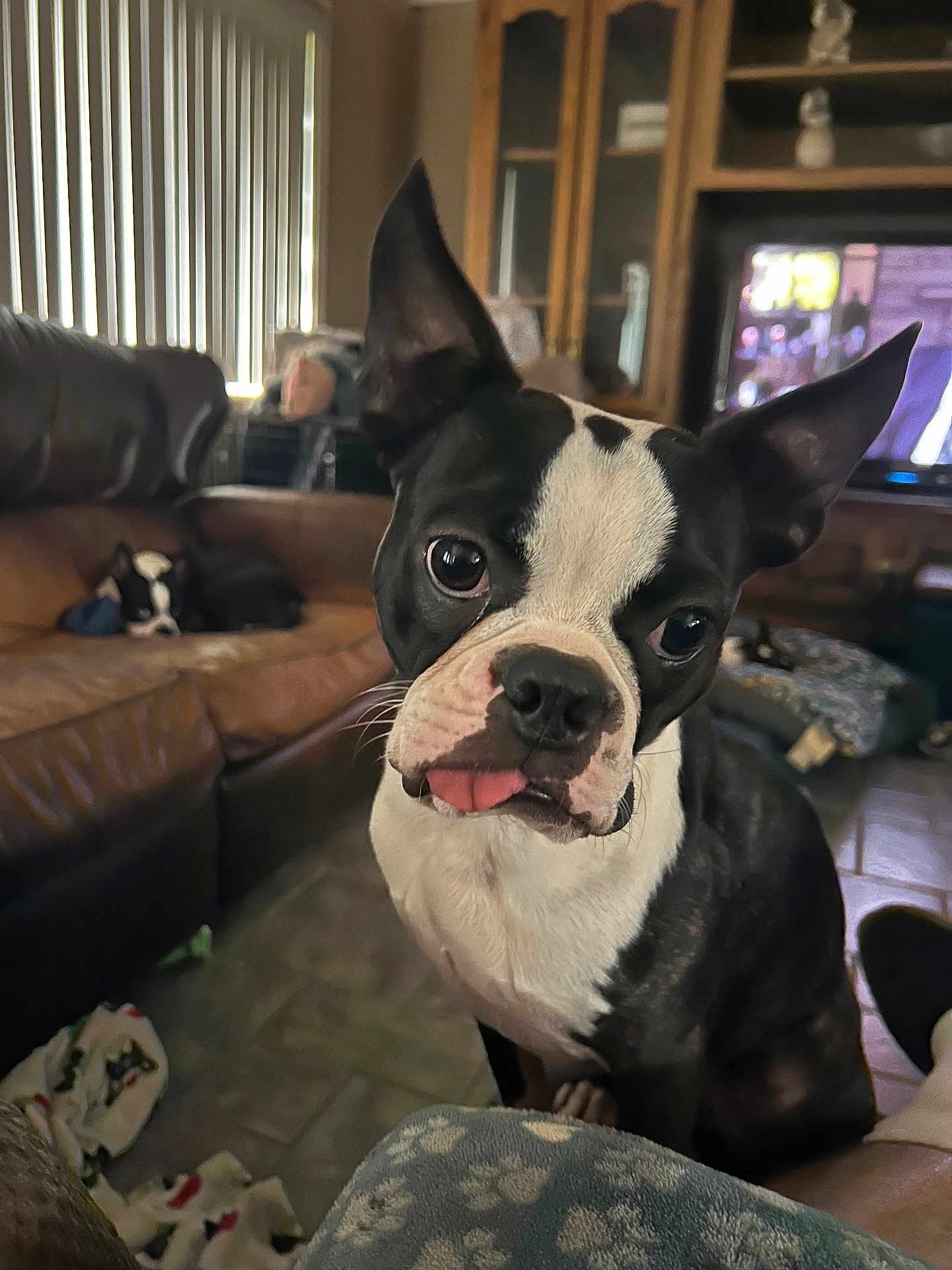 The Mr Ranger Danger joined the competition — help win amazing prizes! animal, black_and_white, blanket, boston_terrier, close_up, companion, couch, curious, cute, dog, domestic, floor, furniture, indoor, living_room, pet, relaxed, television, tongue_out, wooden_cabinet