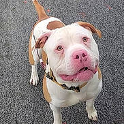 Chaos is registered to the contest to win money with this photo: dog, pitbull, white_fur, brown_spots, pink_nose, looking_up, outdoor, pavement, collar, pet, canine, playing, animal, friendly, standing, alert, ears, tail, muzzle, expression