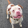 alert, animal, brown_spots, canine, collar, dog, ears, expression, friendly, looking_up, muzzle, outdoor, pavement, pet, pink_nose, pitbull, playing, standing, tail, white_fur