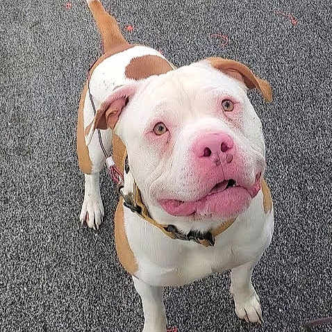 Chaos is registered to the contest to win money with this photo: dog, pitbull, white_fur, brown_spots, pink_nose, looking_up, outdoor, pavement, collar, pet, canine, playing, animal, friendly, standing, alert, ears, tail, muzzle, expression