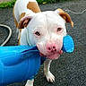 Chance is registered to the contest to win money with this photo: animal, blue_object, brown_spots, canine, chewing, daylight, dog, ears, fun, grass, greenery, leash, mouth, nose, outdoor, pavement, pet, plastic, playful, white_dog