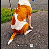 Chance joined the competition — help win amazing prizes! animal, back_view, barn, blue_object, brown_and_white, canine, car, daylight, dog, editing_app, grass, house, nature, outdoor, pavement, pet, phone_screen, rural, sitting, vehicle