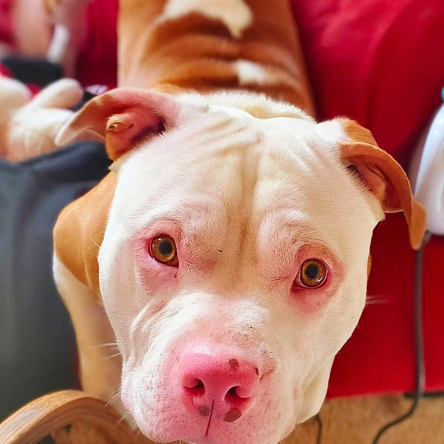 Chance
