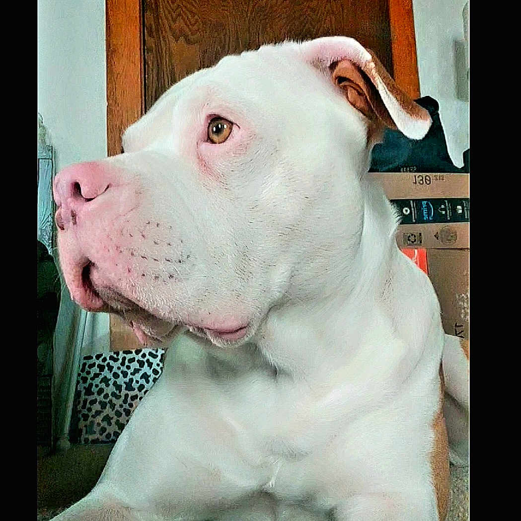 Chance joined the competition — help win amazing prizes! dog, white_dog, pet, indoor, carpet, wooden_door, box, pink_nose, ears, close_up, animal, canine, looking_away, resting, fur, muzzle, side_view, domestic, household, portrait