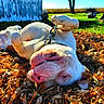 animal, autumn_leaves, barn, blue_sky, canine, cheerful, collar, dog, fall, grass, happy, leaves, nature, outdoor, pet, playful, relaxed, sunlight, tongue, tree