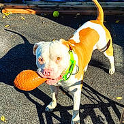 Chance joined the competition — help win amazing prizes! dog, pet, toy, orange_toy, collar, green_collar, outdoor, sunlight, shadow, asphalt, animal, playful, brown_and_white, standing, leaf, fence_shadow, daylight, canine, happy, domestic_animal
