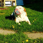 Chance is registered to the contest to win money with this photo: animal, ball, brown, cheerful, dandelion, dog, funny, grass, greenery, mouth, outdoor, pet, playful, resting, sidewalk, summer, sunlight, toy, white, yard