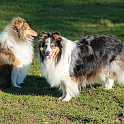Christale a rejoint le concours — aidez-le/la à gagner de superbes lots ! border_collie, carnivoran, collie, companion_dog, dog, dog_breed, dog_breed_group, dog_like_mammal, grass, herding_dog, miniature_australian_shepherd, rough_collie, scotch_collie, shetland_sheepdog