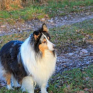 Christale a rejoint le concours — aidez-le/la à gagner de superbes lots ! carnivoran, collie, dog, dog_breed, dog_breed_group, dog_like_mammal, grass, herding_dog, icelandic_sheepdog, plant, rough_collie, scotch_collie, shetland_sheepdog, tree