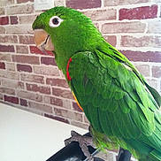 Chico a rejoint le concours — aidez-le/la à gagner de superbes lots ! beak, bird, common_pet_parakeet, fauna, feather, lovebird, macaw, parakeet, parrot, perico