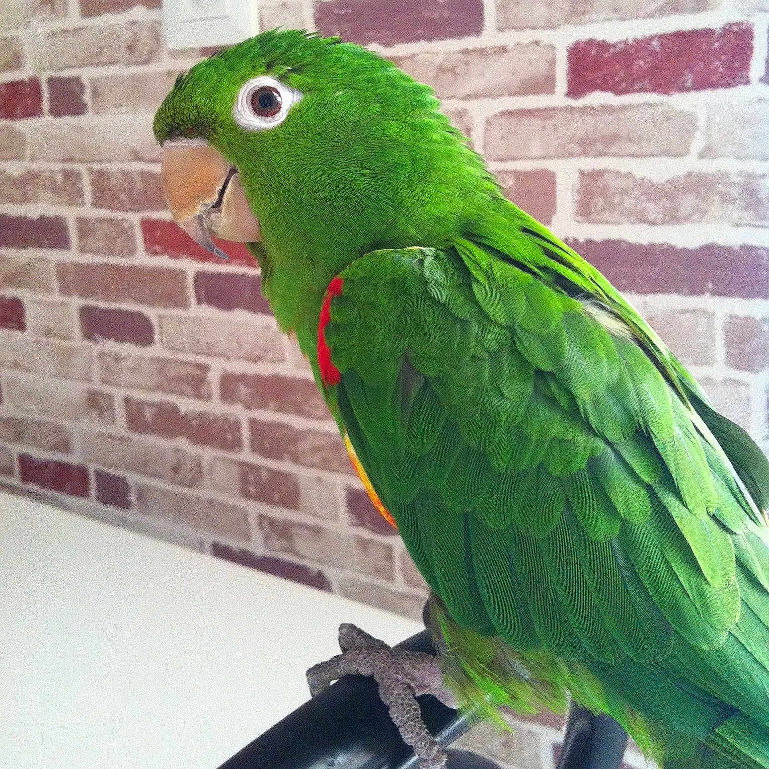 Chico