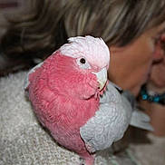 Maya a rejoint le concours — aidez-le/la à gagner de superbes lots ! beak, bird, cockatiel, cockatoo, common_pet_parakeet, eye, fauna, feather, lovebird, parakeet, parrot, perico, pink, sulphur_crested_cockatoo