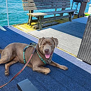 Smokey is registered to the contest to win money with this photo: dog, canine, pet, outdoor, deck, bench, grill, water, lake, harness, leash, sunny, blue_sky, relaxing, carpet, wood, vacation, summer, animal, tongue_out