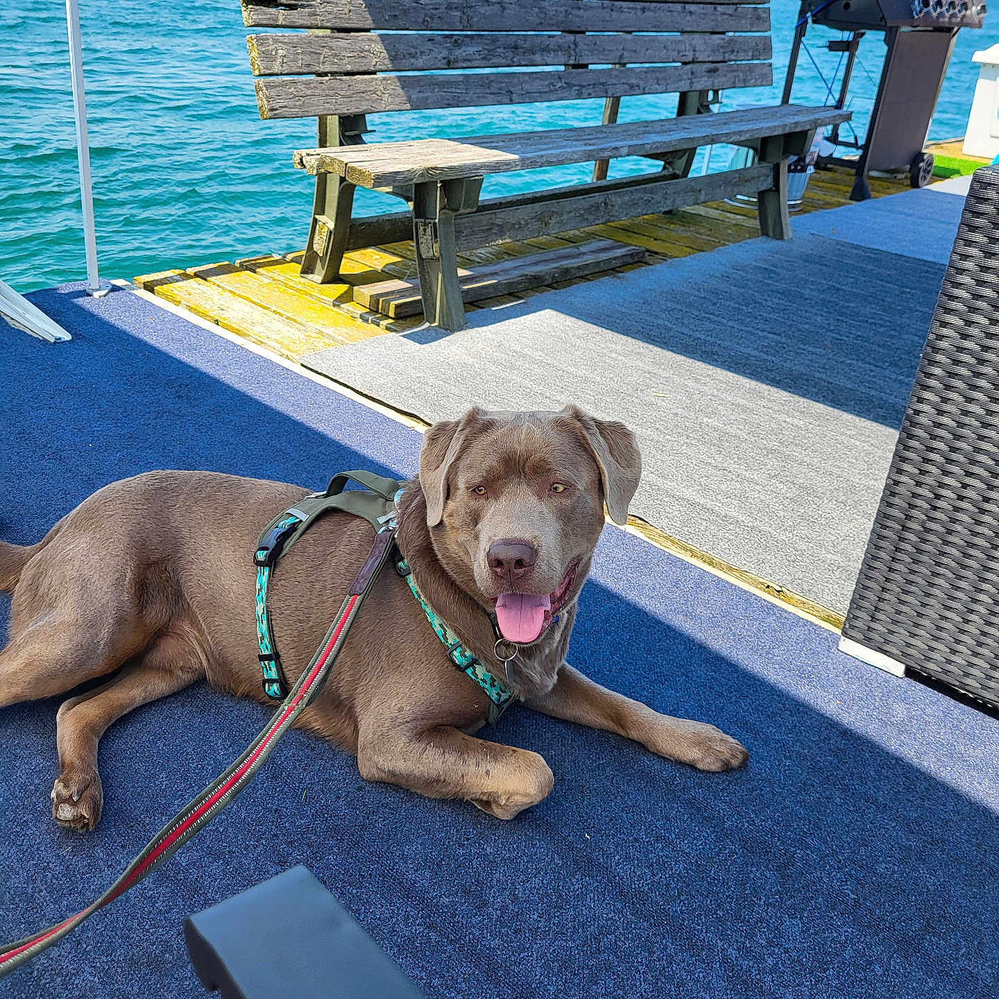Smokey is registered to the contest to win money with this photo: animal, bench, blue_sky, canine, carpet, deck, dog, grill, harness, lake, leash, outdoor, pet, relaxing, summer, sunny, tongue_out, vacation, water, wood