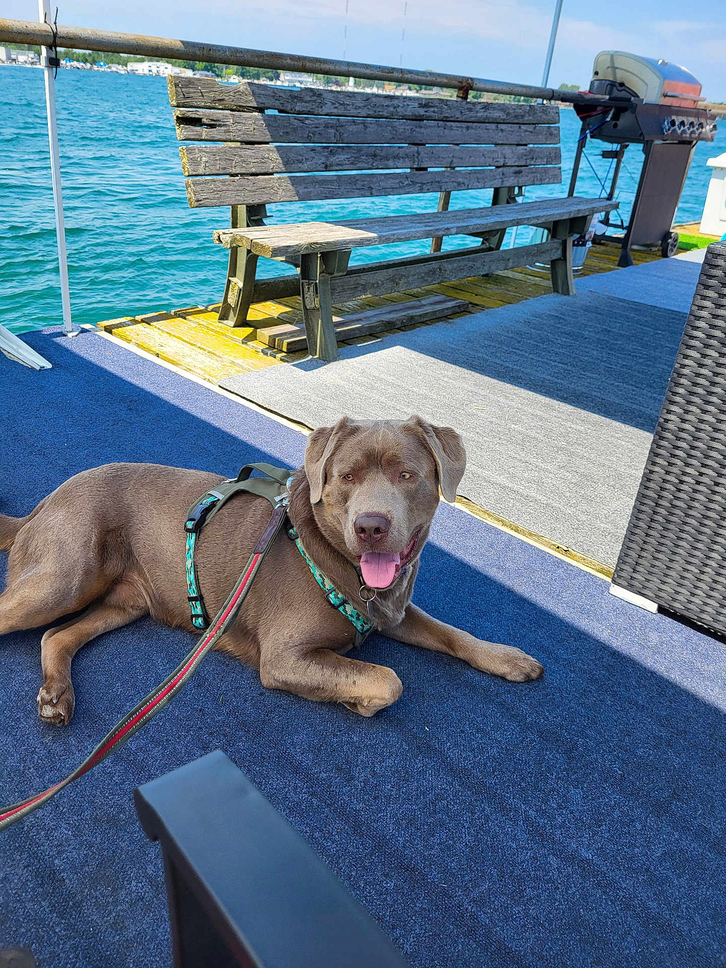 Smokey is registered to the contest to win money with this photo: dog, canine, pet, outdoor, deck, bench, grill, water, lake, harness, leash, sunny, blue_sky, relaxing, carpet, wood, vacation, summer, animal, tongue_out