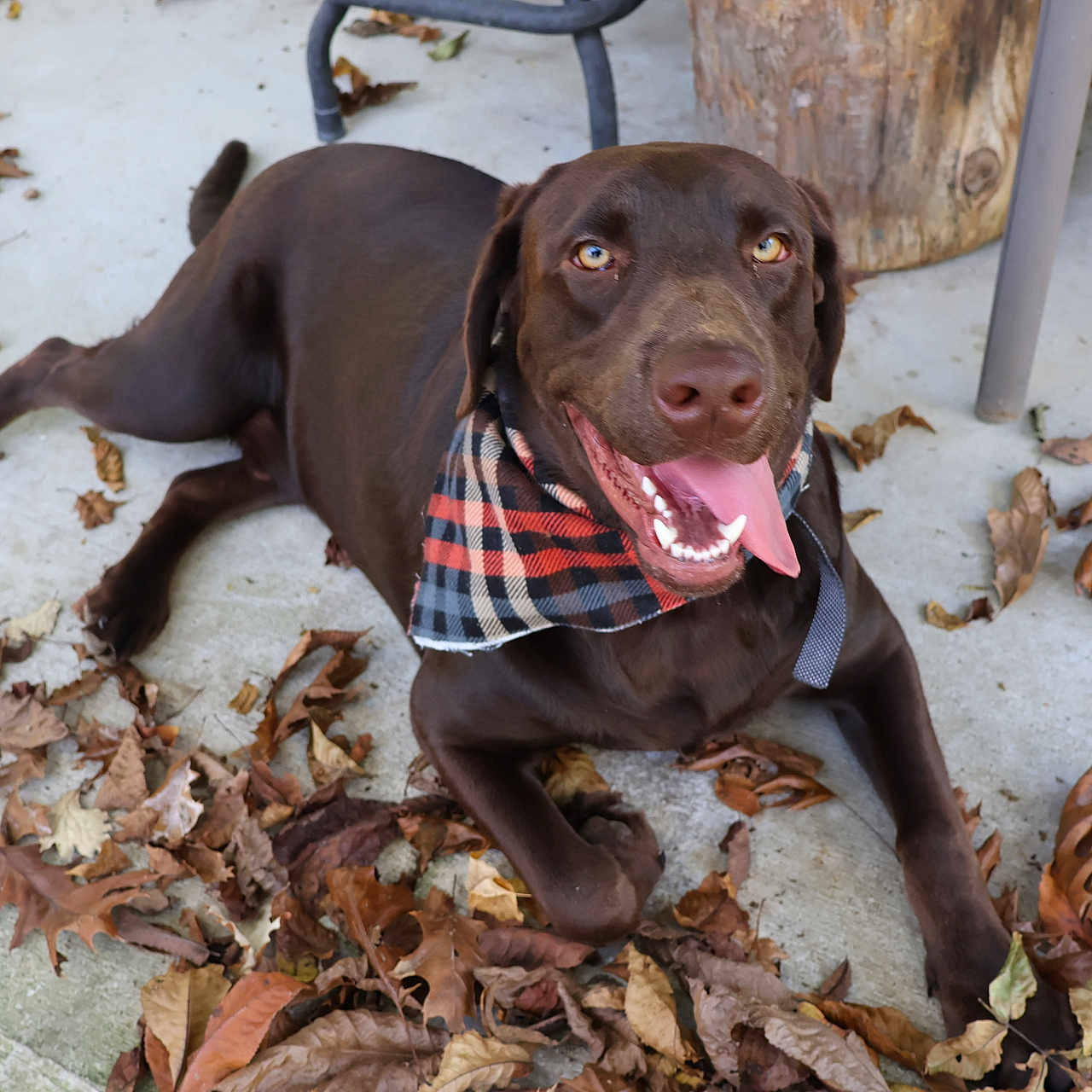 Gus is registered to the contest to win money with this photo: accessories, animal, bulldog, canine, dog, hound, labradorretriever, leaf, leash, pet, pitbull, plant, plywood, pointer, puppy, slate, strap, tree, treetrunk, wood