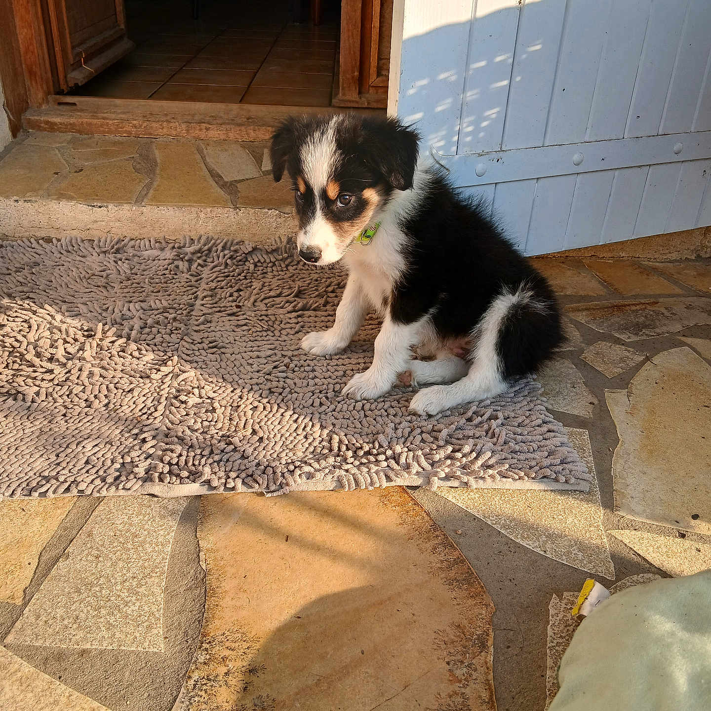 Falko participe au concours pour gagner de l'argent avec cette photo : puppy, dog, black_and_white, collar, mat, doorway, stone_floor, sunlight, shadow, outdoor, pet, young_dog, fur, cute, animal, domestic_animal, sitting, curious, fluffy, home