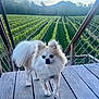 dog, small_dog, fluffy, cream_colored, wooden_deck, vineyard, greenery, plants, rows, outdoor, nature, mountains, trees, daylight, pet, canine, fur, tail, walking, railing