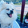 Princton is registered to the contest to win money with this photo: dog, fluffy, white, happy, tongue_out, outdoor, table, wine_bottle, railing, metal_table, pet, smiling, fur, close_up, daylight, nature, canine, animal, seat, relaxed