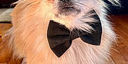 Princton is registered to the contest to win money with this photo: dog, fluffy, bow_tie, pet, indoor, wooden_floor, cute, small_dog, portrait, animal, fur, brown, white_paws, close_up, face, ears, whiskers, domestic, canine, expression