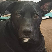 Benji participe au concours pour gagner de l'argent avec cette photo : dog, black_dog, pet, close_up, face, eyes, nose, ear, muzzle, fur, indoor, carpet, blanket, couch, portrait, looking_at_camera, expression, cute, domestic_animal, home_interior