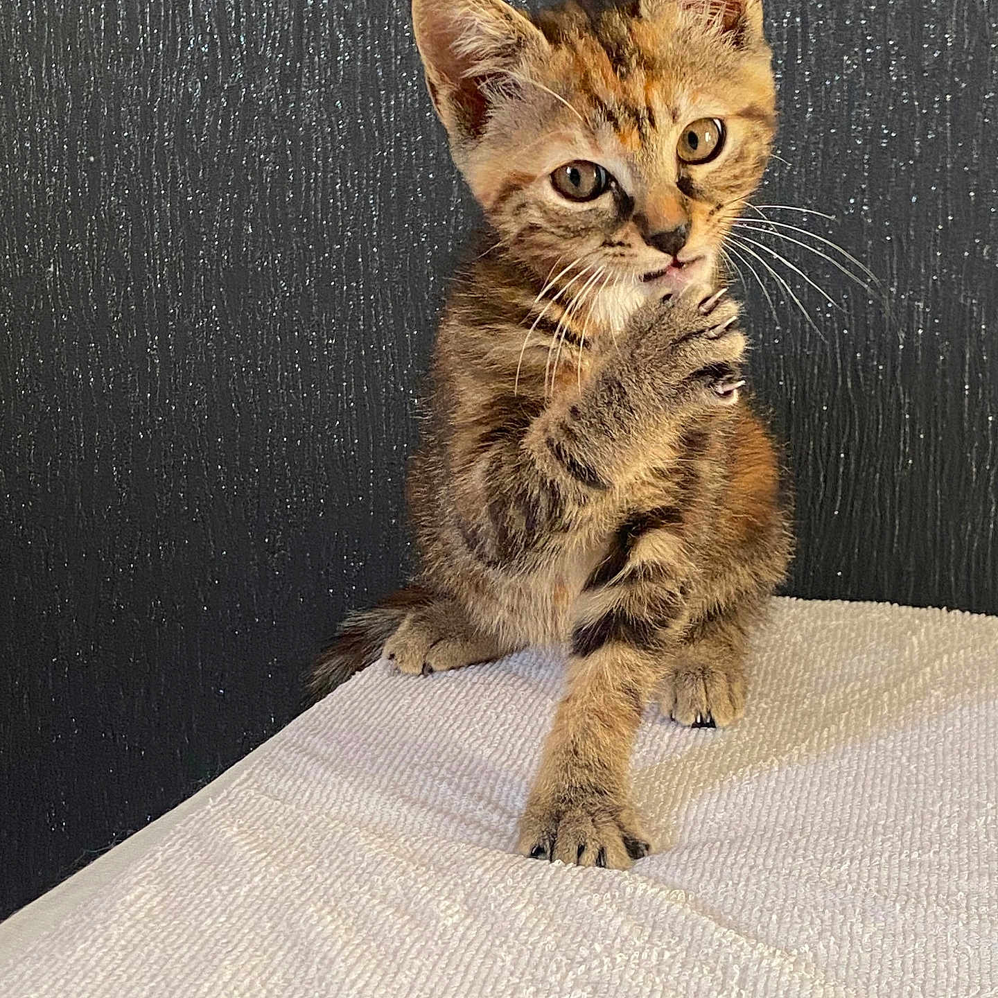 Isis a rejoint le concours — aidez-le/la à gagner de superbes lots ! cat, closeup, curious, cute, dark_wall, ears, eyes, feline, fur, indoor, kitten, licking, paw, pet, small, tabby, texture, whiskers, white_surface, young