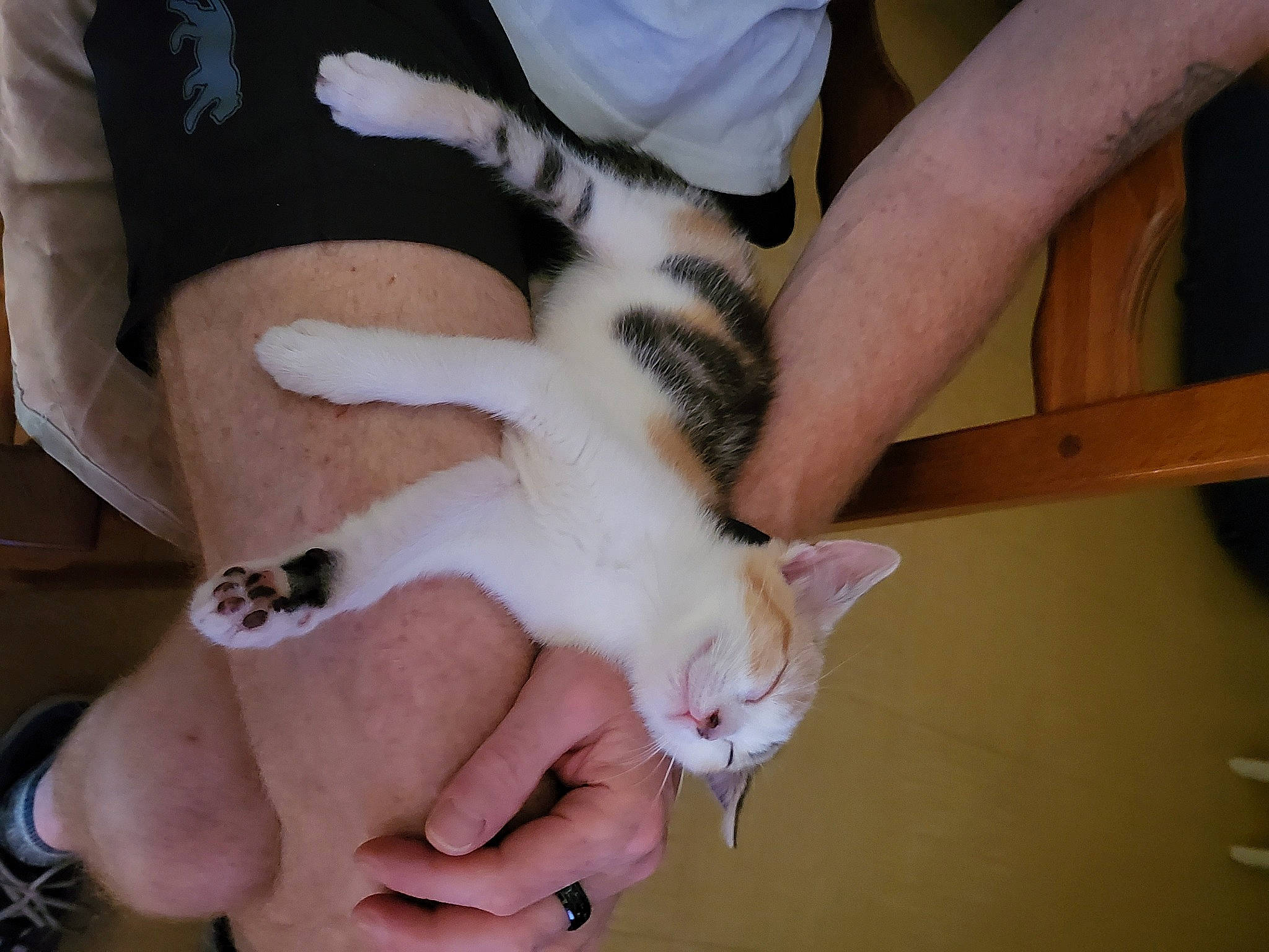 Tinka a rejoint le concours — aidez-le/la à gagner de superbes lots ! carnivore, cat, comfort, ear, eye, fawn, felidae, finger, fur, gesture, hand, human_leg, mammal, nail, paw, small_to_medium_sized_cats, snout, tail, thumb, whiskers