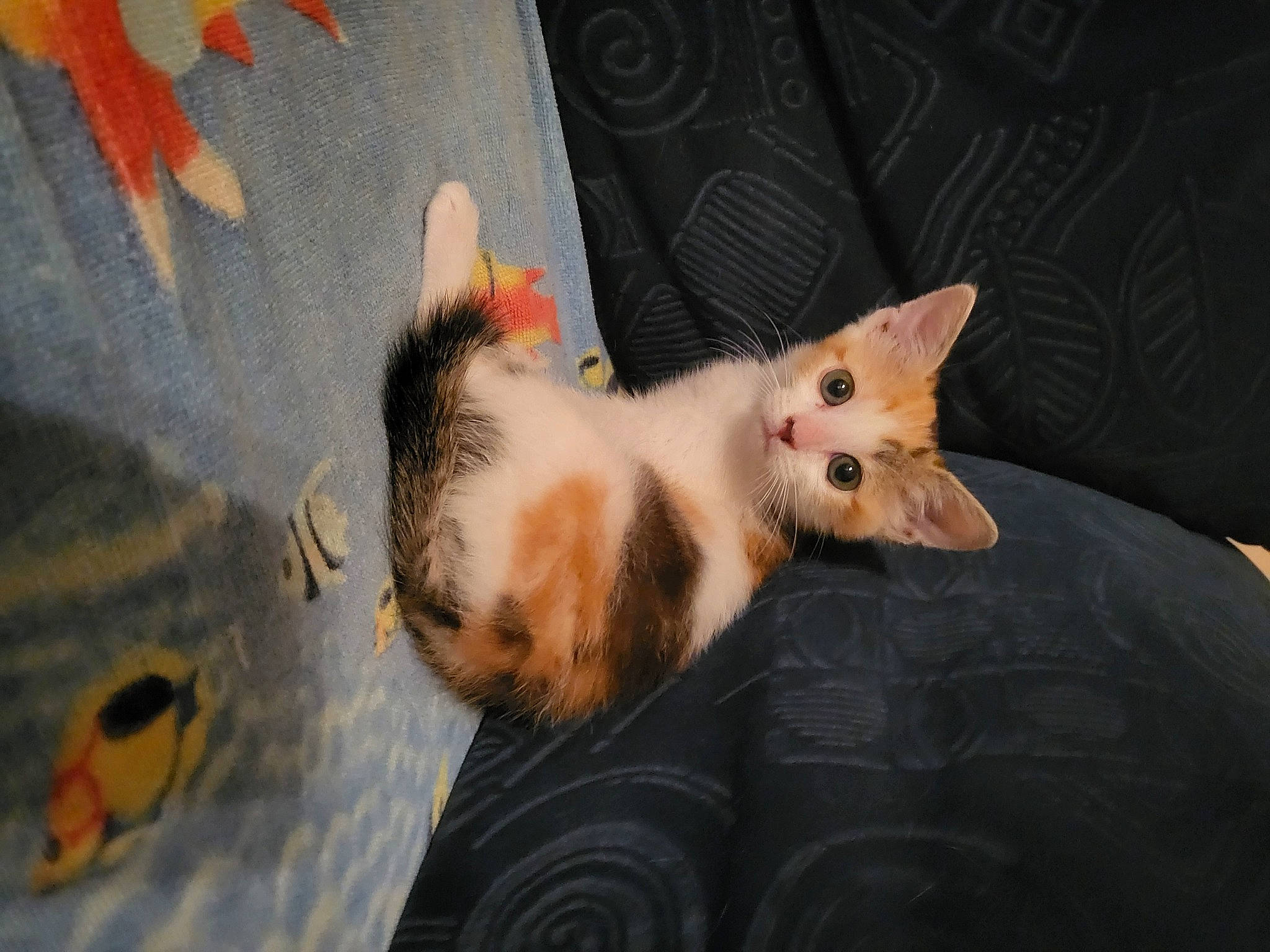 Tinka a rejoint le concours — aidez-le/la à gagner de superbes lots ! canidae, carnivore, cat, claw, comfort, domestic_short_haired_cat, fawn, felidae, foot, fur, paw, plant, small_to_medium_sized_cats, snout, tail, tree, whiskers, wood