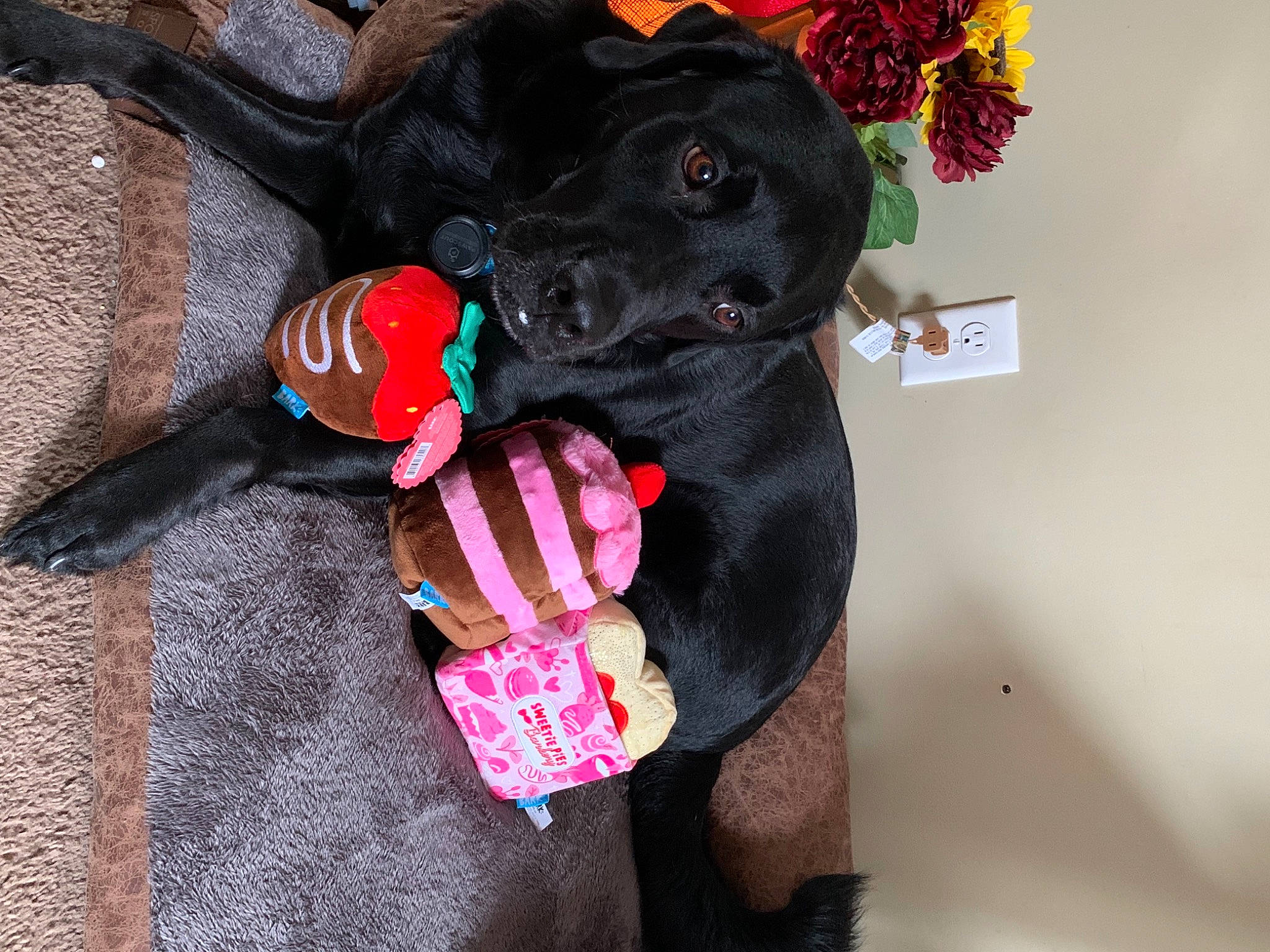 Duke is registered to the contest to win money with this photo: canidae, carnivore, collar, companion_dog, dog, dog_breed, dog_clothes, dog_supply, fawn, fur, gesture, magenta, pink, plush, red, snout, sporting_group, stuffed_toy, toy, working_animal