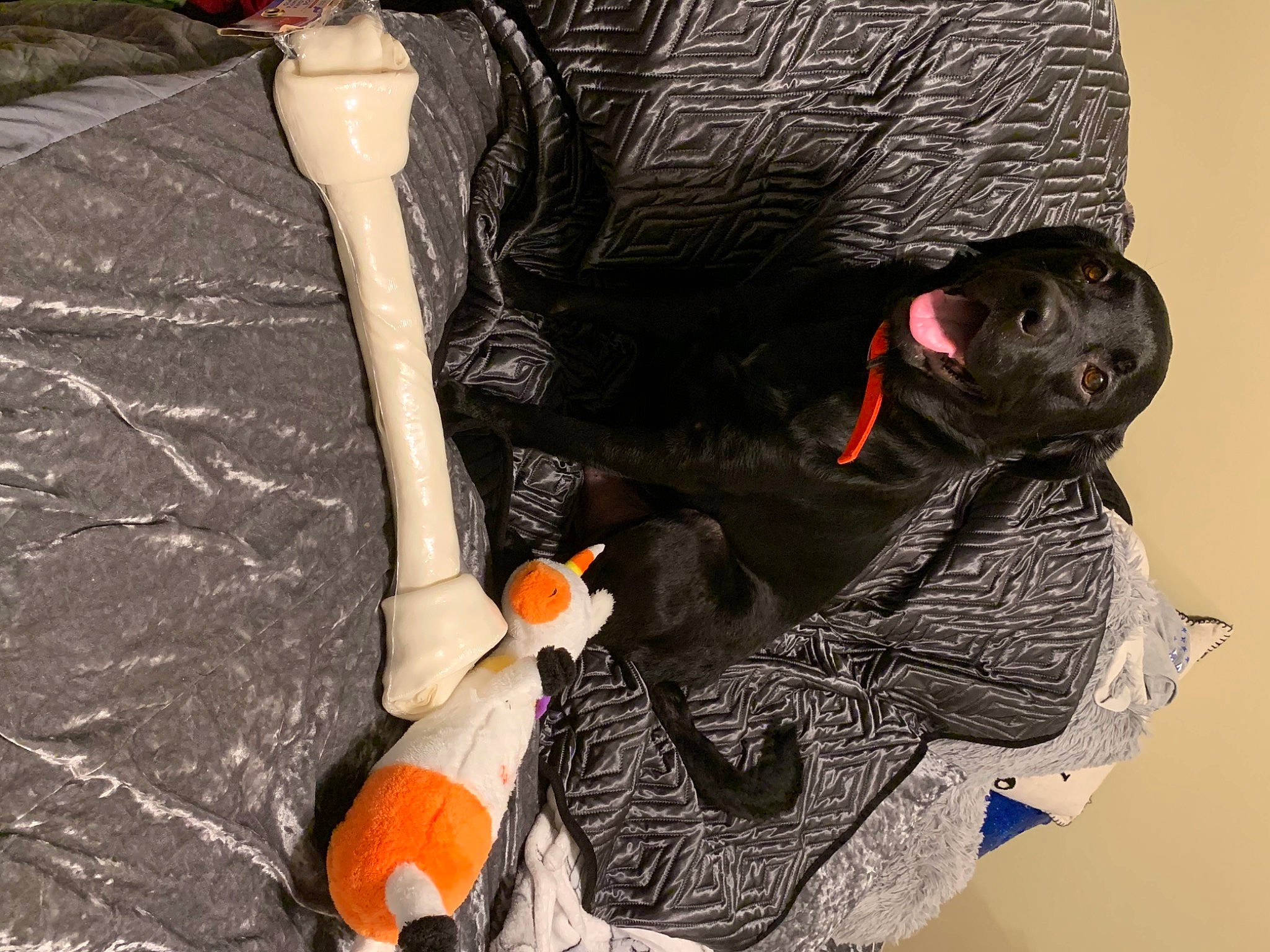 Duke joined the competition — help win amazing prizes! bag, black_hair, carmine, comfort, fashion_accessory, fictional_character, fur, hat, human_leg, knee, leg, linens, personal_protective_equipment, plush, product, stuffed_toy, tail, thigh, toy, wrist