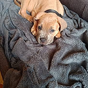 Adolf a rejoint le concours — aidez-le/la à gagner de superbes lots ! puppy, dog, blanket, couch, pet, fur, collar, cute, lying_down, indoors, soft_texture, brown, gray, animal, cozy, resting, young, face, ears, canine