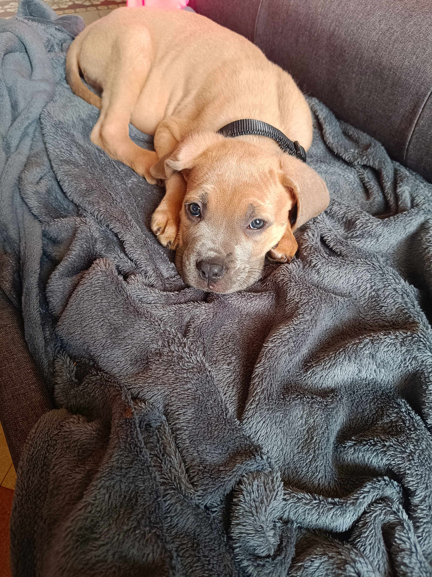 Adolf a rejoint le concours — aidez-le/la à gagner de superbes lots ! puppy, dog, blanket, couch, pet, fur, collar, cute, lying_down, indoors, soft_texture, brown, gray, animal, cozy, resting, young, face, ears, canine