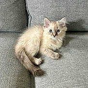 Cashmere is registered to the contest to win money with this photo: cat, kitten, pet, couch, grey_couch, fur, blue_eyes, sitting, indoor, cozy, furniture, whiskers, tail, cute, fluffy, portrait, looking_at_camera, domestic_animal, small, young