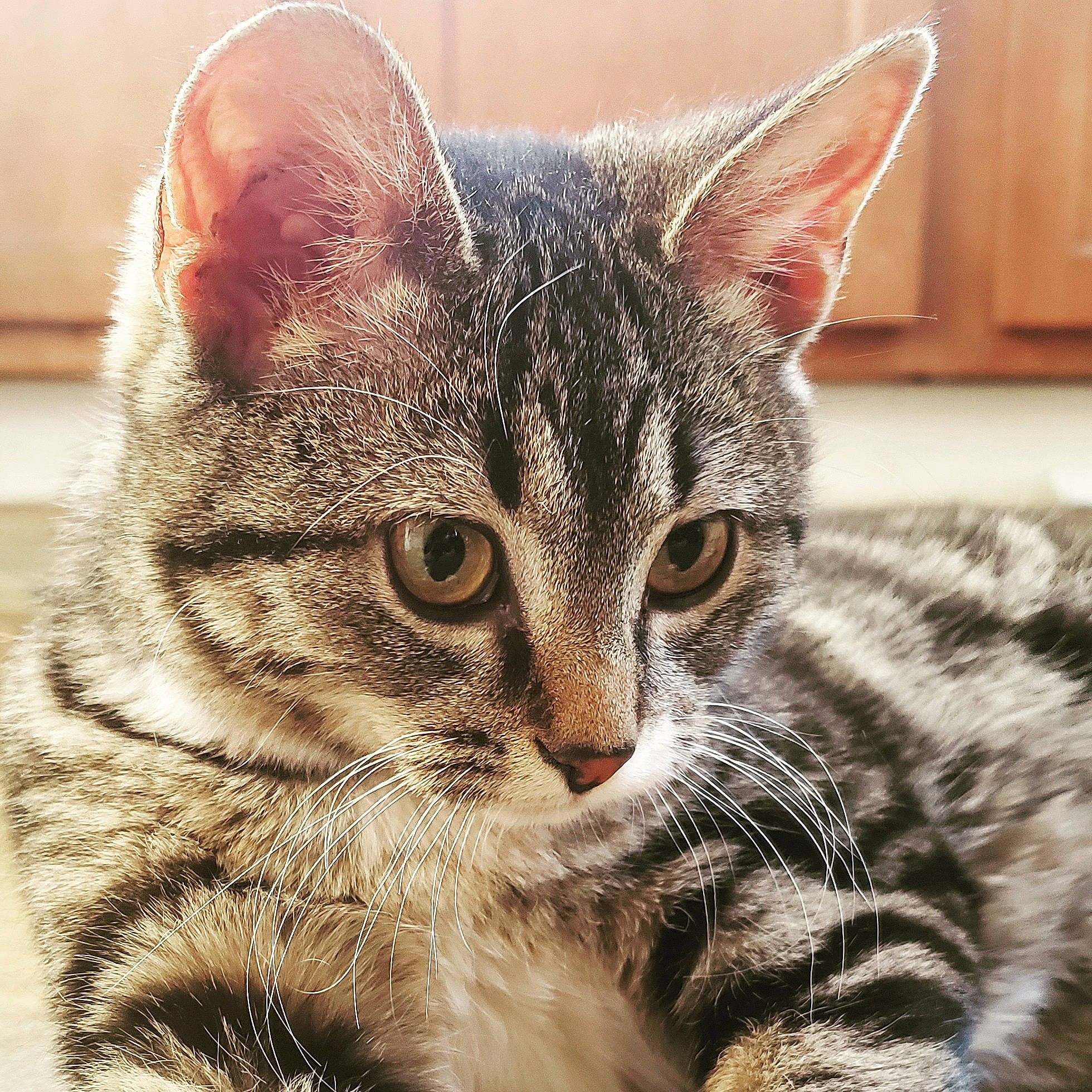 Kitcat joined the competition — help win amazing prizes! american_shorthair, american_wirehair, asian, california_spangled, carnivore, cat, close_up, domestic_short_haired_cat, dragon_li, egyptian_mau, european_shorthair, felidae, kitten, mammal, ocicat, small_to_medium_sized_cats, snout, tabby_cat, vertebrate, whiskers